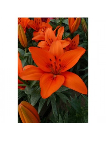 Лилиум "Orange Summer " LL72